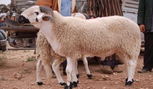 عيد الاضحىxMAROC