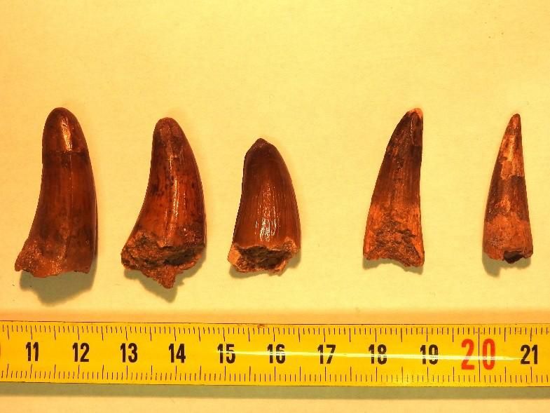 Dientes de dinosaurio originarios de Marruecos incautados en Francia en ruta España-Italia 1 dents de dinosaures